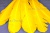 Декоративный Пучок из перьев, перо 23см/желтый - купить в Туле. Цена: 12.19 руб.