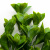 Трава искусственная -1, шт (эвкалипт лист 32 см/8 см)				 - купить в Туле. Цена: 169.93 руб.